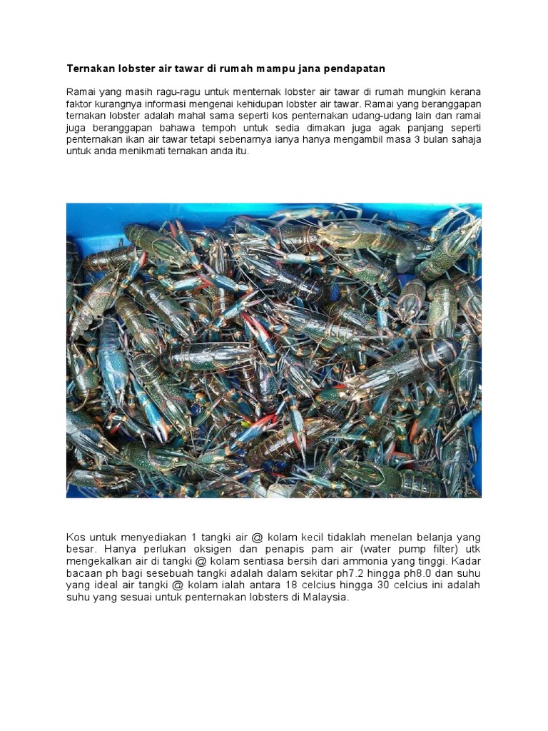 Ternakan Lobster Air Tawar Di Rumah Mampu Jana Pendapatan Pdf