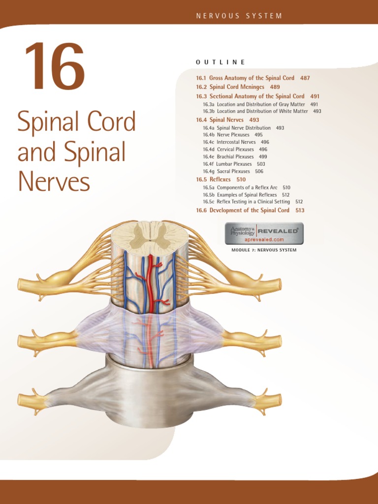 Anatomy of the Spinal Cord and Nerves | PDF | Spinal Cord | Vertebral ...