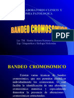 Bandeo Cromosomico