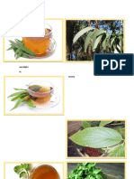 plantas medicinales.docx