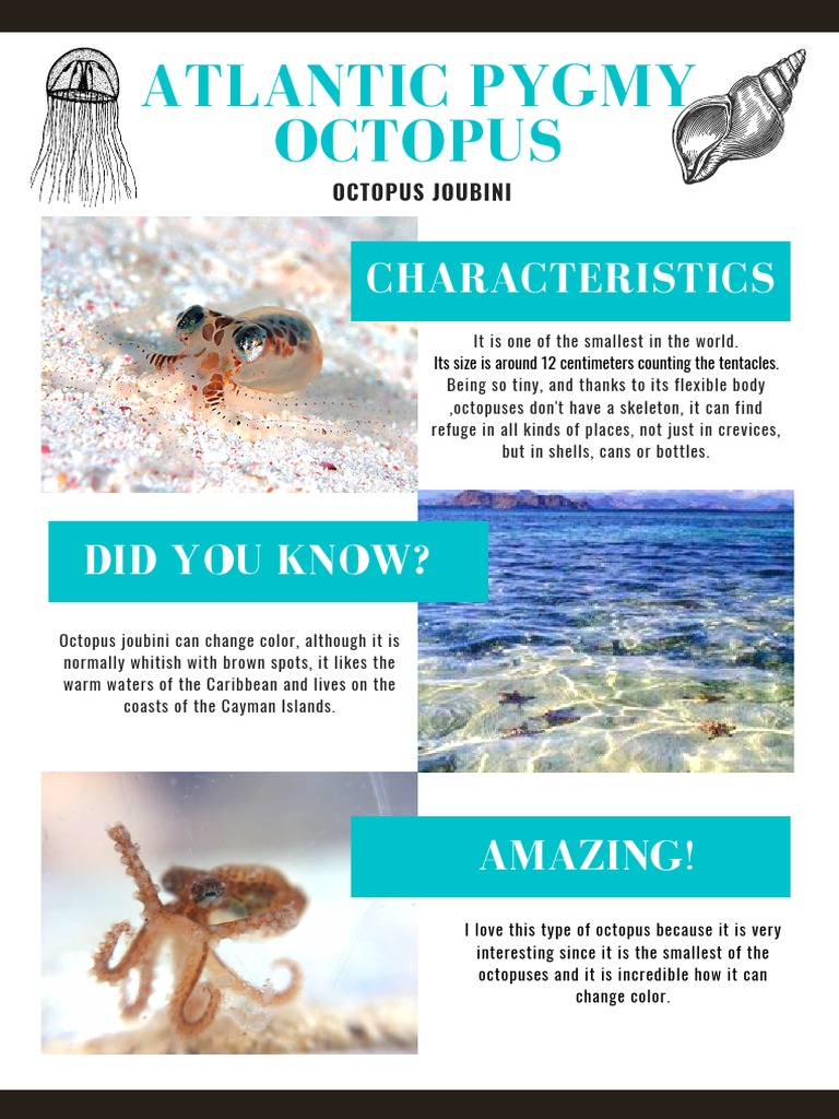 Atlantic Pygmy Octopus Characteristics PDF