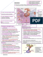 ENDOCRINO 1