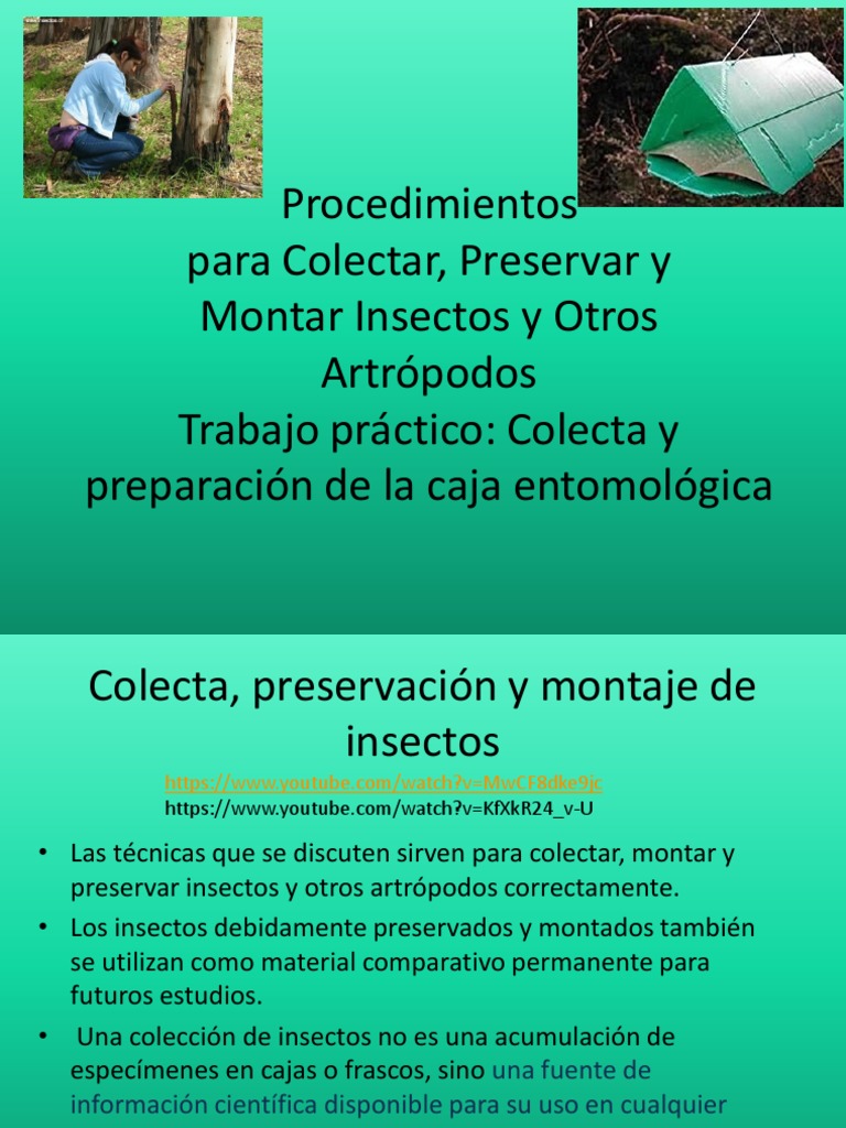 Técnicas de Colecta y Montaje de Insectos | PDF | Insectos | Papel