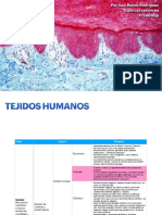 Tejidos humanos: epitelial, conectivo y sus funciones