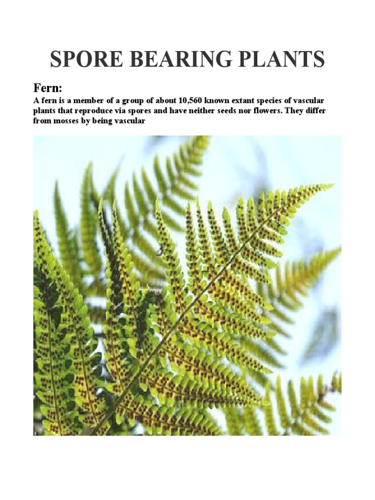 Examples of Spore-Bearing Plants | PDF