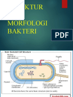 struktur dan morfologi bakteri