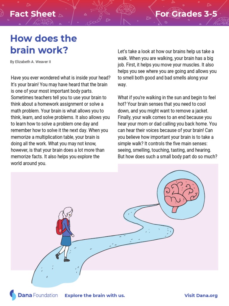 Understanding How the Brain Works | PDF | Nerve | Brain