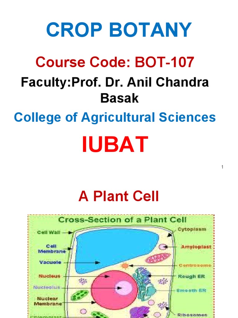 Introduction to Crop Botany Concepts | PDF | Leaf | Seed