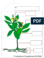 Labelkan Bahagian Tumbuhan