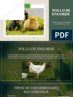 Pollo de Engorde