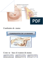 Anatomía de   mama