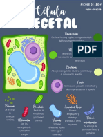 Infografía Célula Vegetal