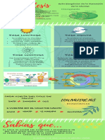 Infografía RUTAS METABOLICAS PDF