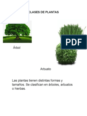 Clases de Plantas | PDF | Plantas | Arboles