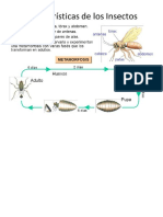 Insectos y Sus Caracteristicas