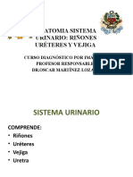 Anatomía-S.urinario I