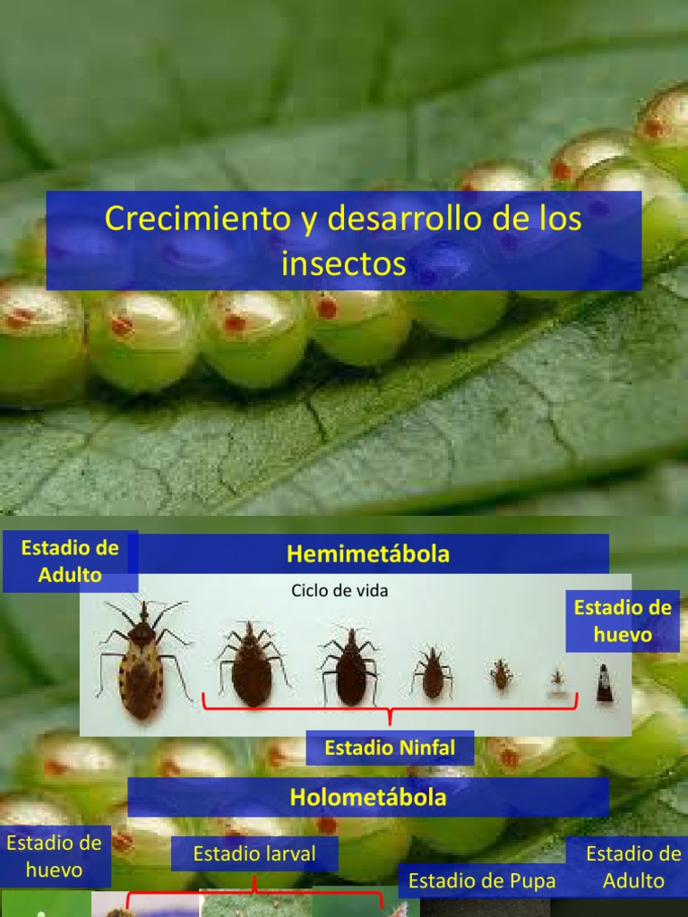 Crecimiento de Los Insectos | PDF