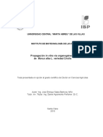 Propagación in Vitro PDF