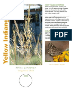 Yellow Indiangrass Species Description Page