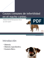 Causas Comunes de Infertilidad en El Macho Canino