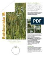 Rattlesnake Master Species Description Page