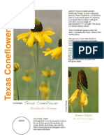 Texas Coneflower Species Description Page