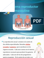 El sistema reproductor masculino