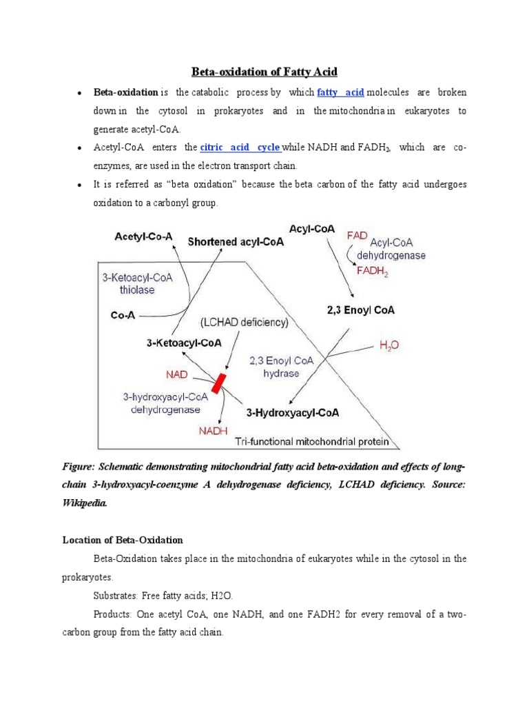 Beta-Oxidation of Fatty Acids | PDF | Citric Acid Cycle | Diet & Nutrition