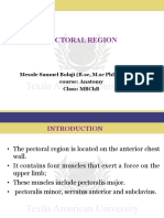 Anterior Pectoral Region PDF