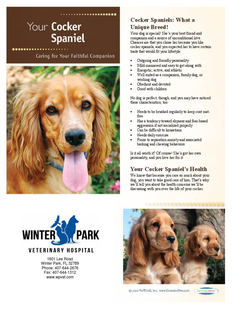 Cocker Spaniel Care and Health Guide | PDF | Neutering | Cancer