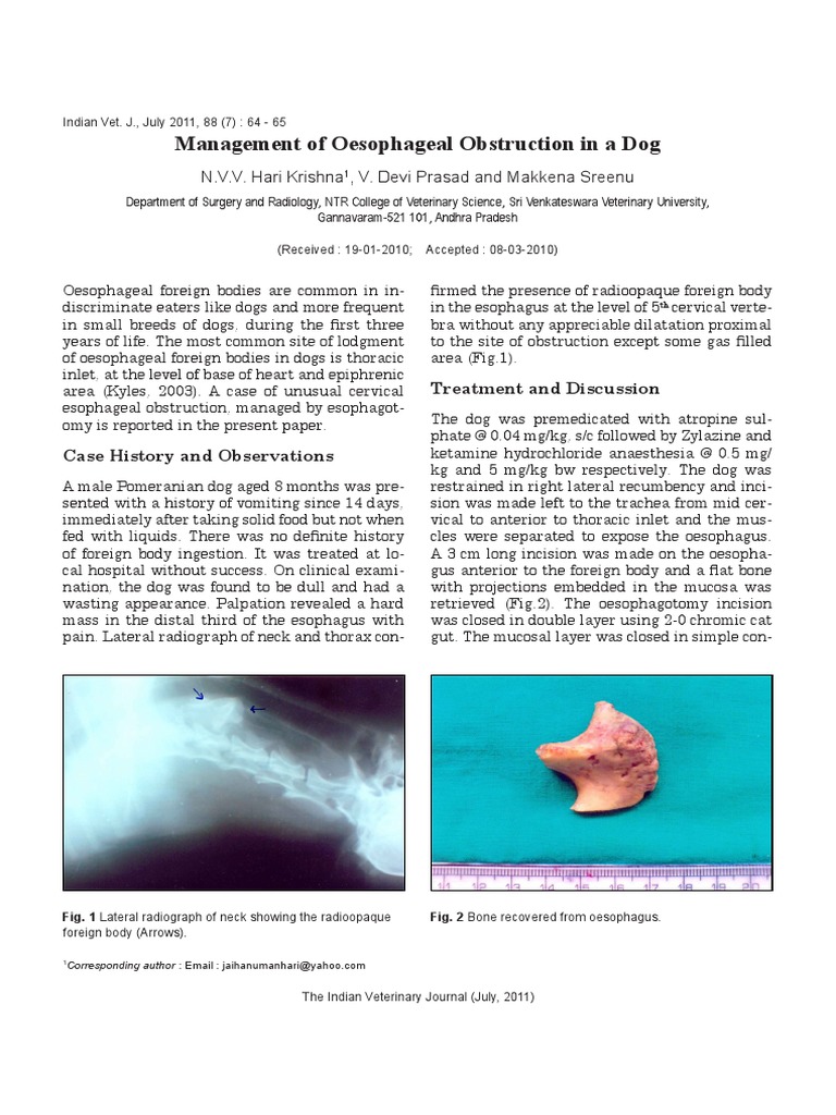 Oesophageal Obstruction in Dogs | PDF | Esophagus | Medical Specialties