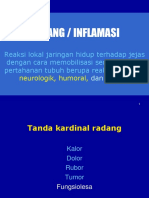 Radang Dan Inflamasi