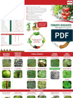 Tomato Diseases: How To Manage Disease