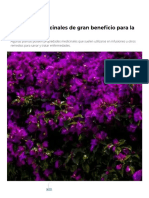 4 Plantas Medicinales de Gran Beneficio para La Salud - Mundo Sano - Noticias e Información para Un Estilo de Vida Saludable PDF