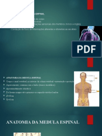 Anatomia Da Medula Espinal