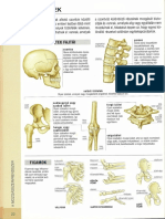 Anatomia Atlasz 2 PDF