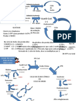 Oxidação do piruvato, ciclo de Krebs e produção de ATP