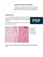 18-Histología de Glándula Hipófisis