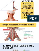 Músculos de La Región Anterior y Posterior Del