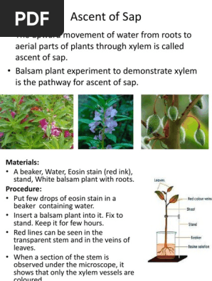 Mechanism of Ascent of Sap in Plants | PDF | Leaf | Plants