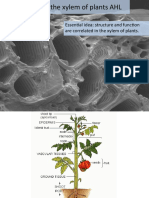 Essen%al Idea: Structure and Func%on Are Correlated in The Xylem of Plants