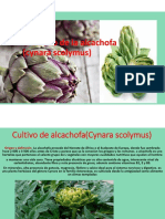 Cultivo de Alcachofa