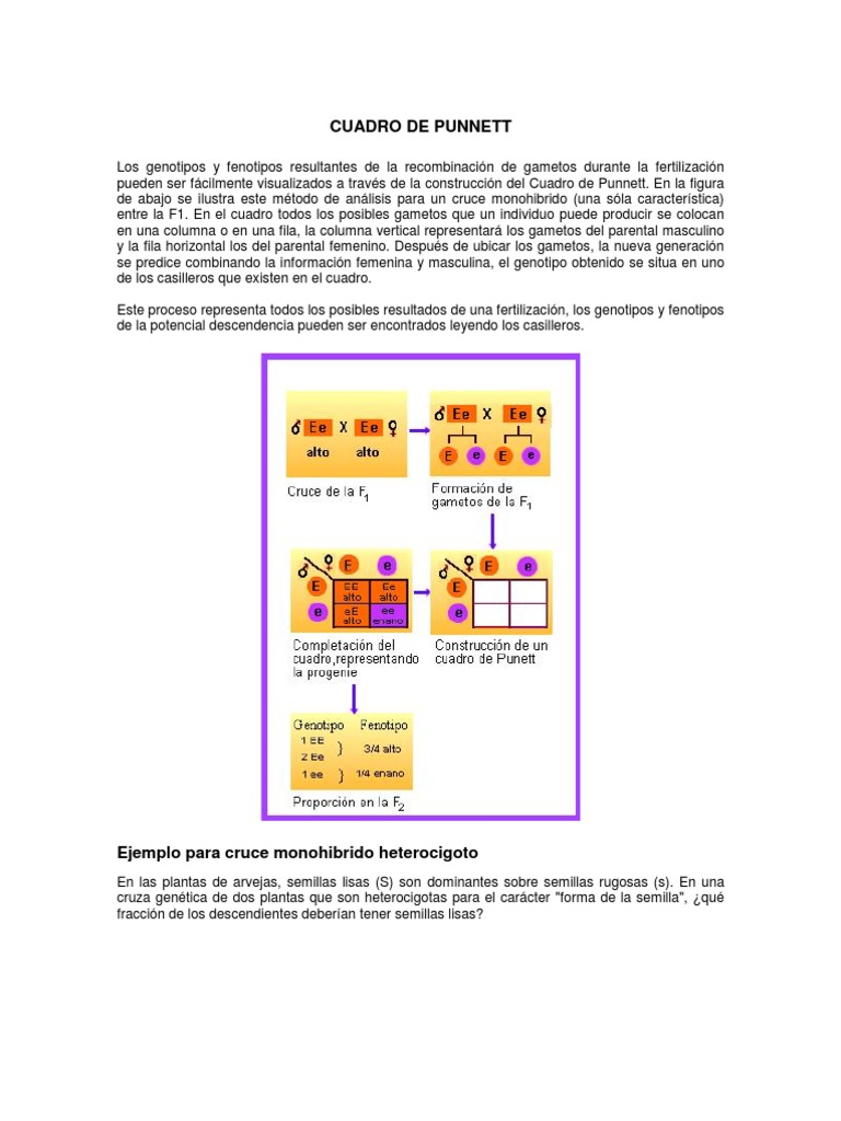 Cuadro de Punnett