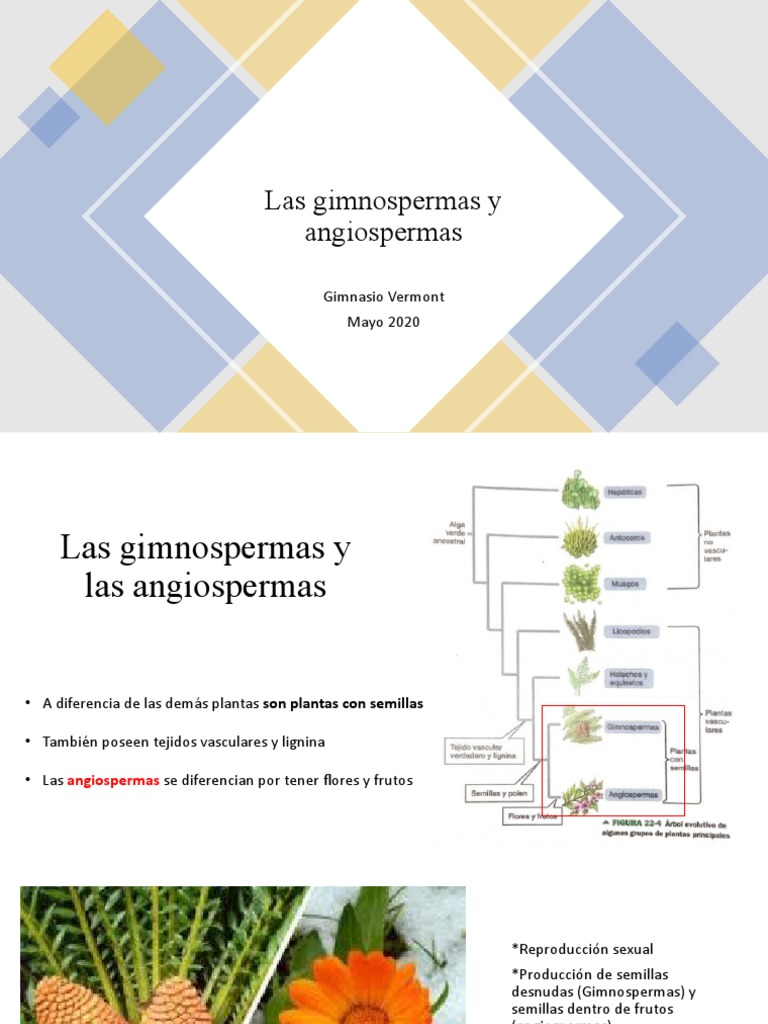 Las Gimnospermas y Angiospermas | PDF | Plantas | Flores