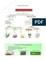 Clasificacion de Las Plantas