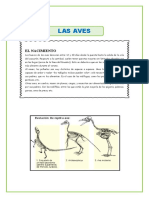 Las Aves para Segundo de Secundaria