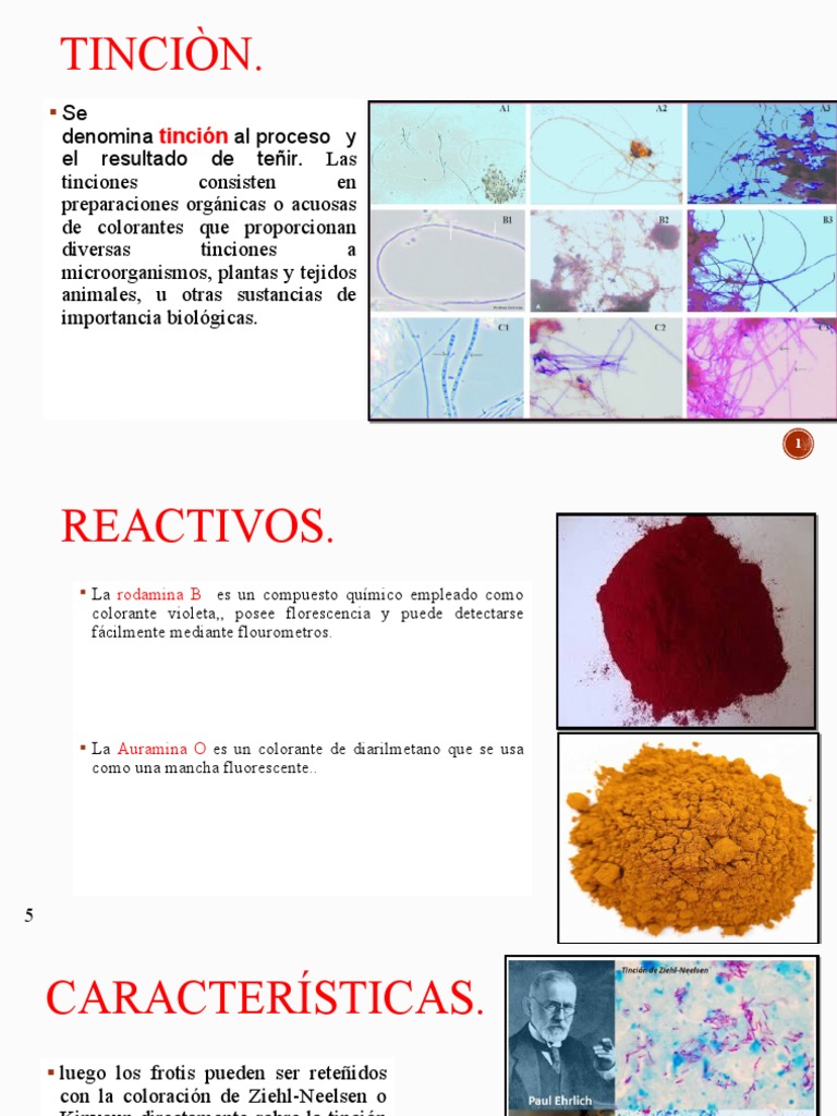 Tinción Auramina-Rodamina en Micobacterias | PDF | Tinción | Mycobacterium