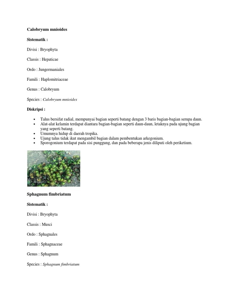 Sistematik Tumbuhan Bryophyta | PDF