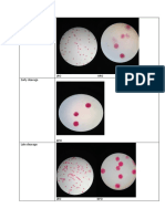 Unfertilized Egg: Sea Urchin