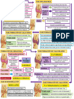 Diapo Fractura